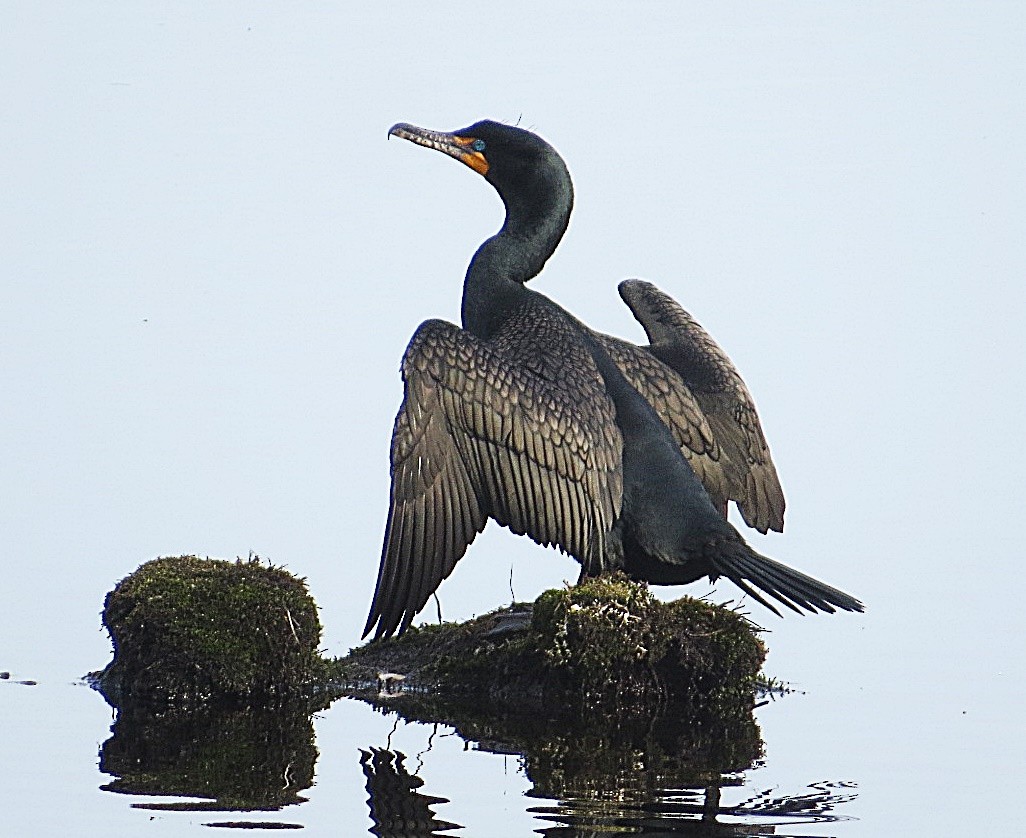 Double-crested Cormorant - ML556672501