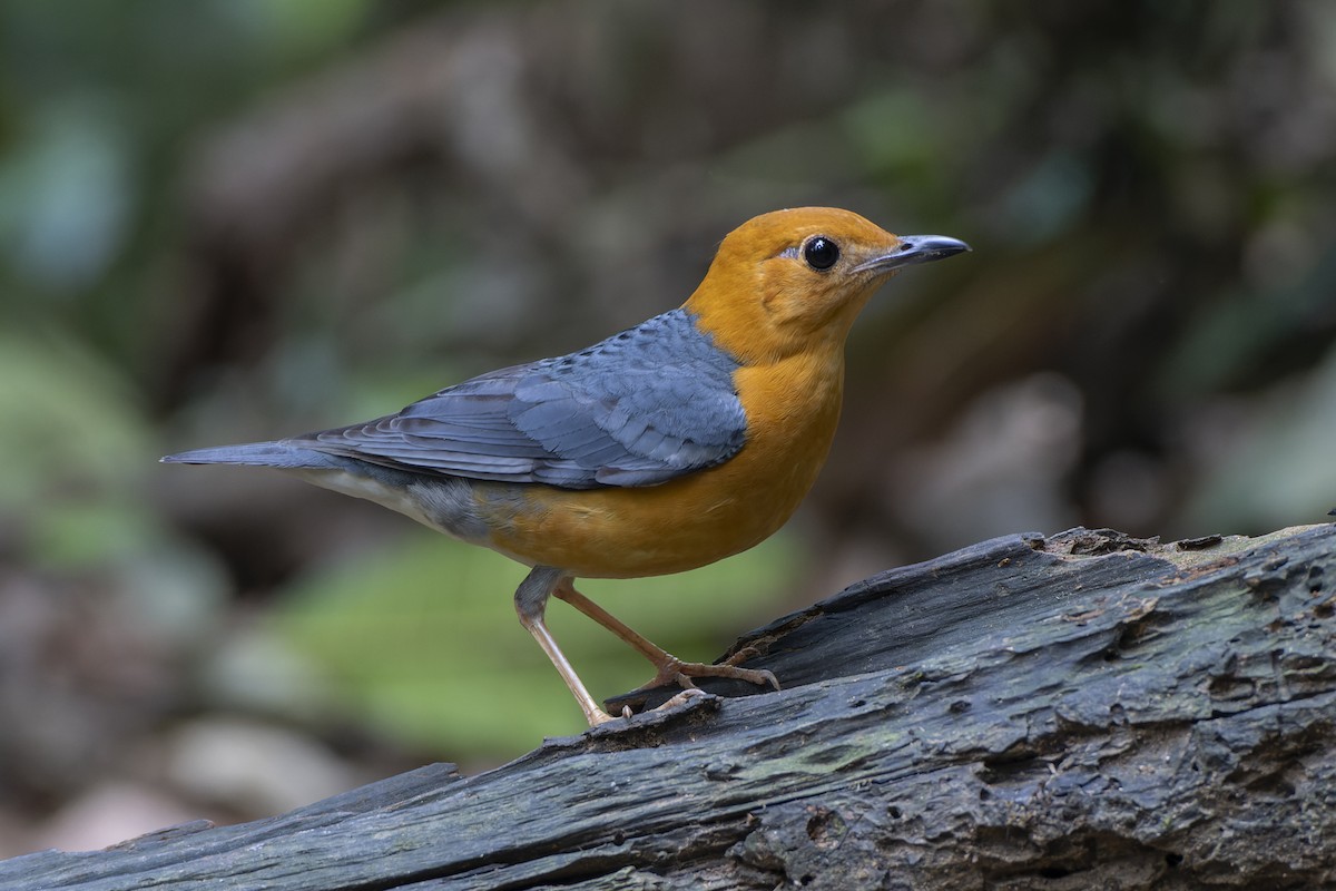 Orange-headed Thrush (Orange-headed) - Jeff Maw