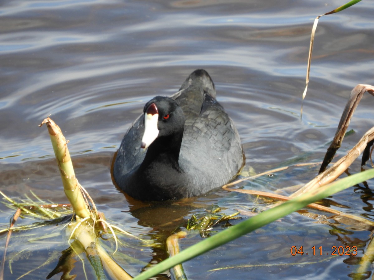 American Coot - ML556674741