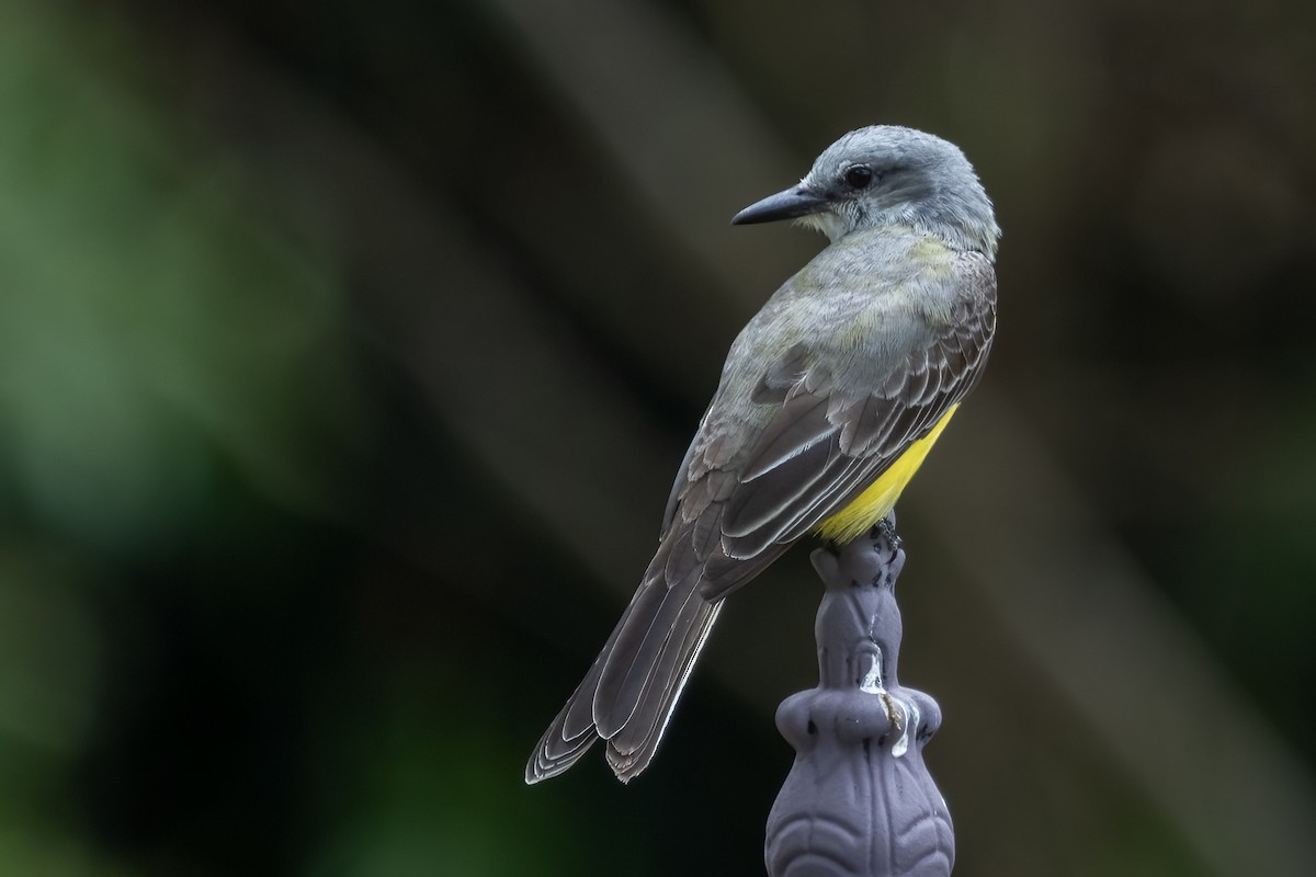 Tropical Kingbird - ML556676021