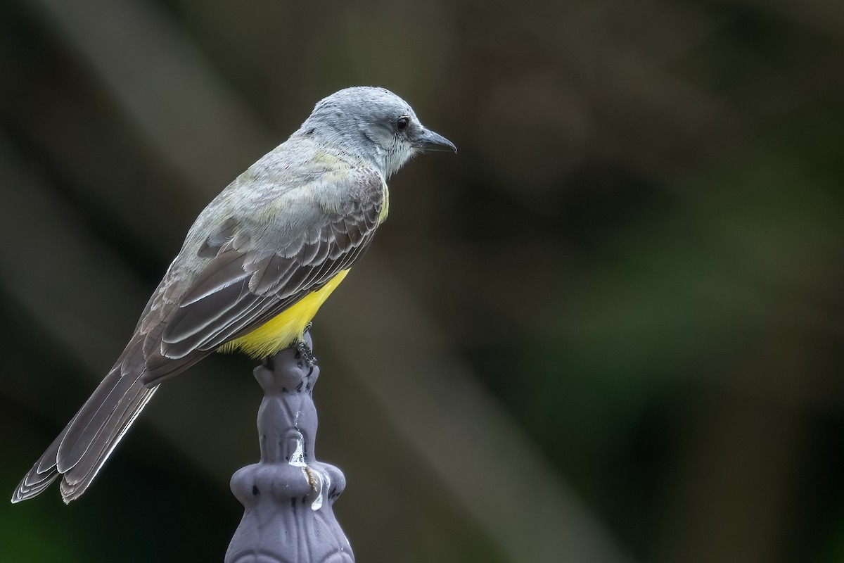 Tropical Kingbird - Bill Wood