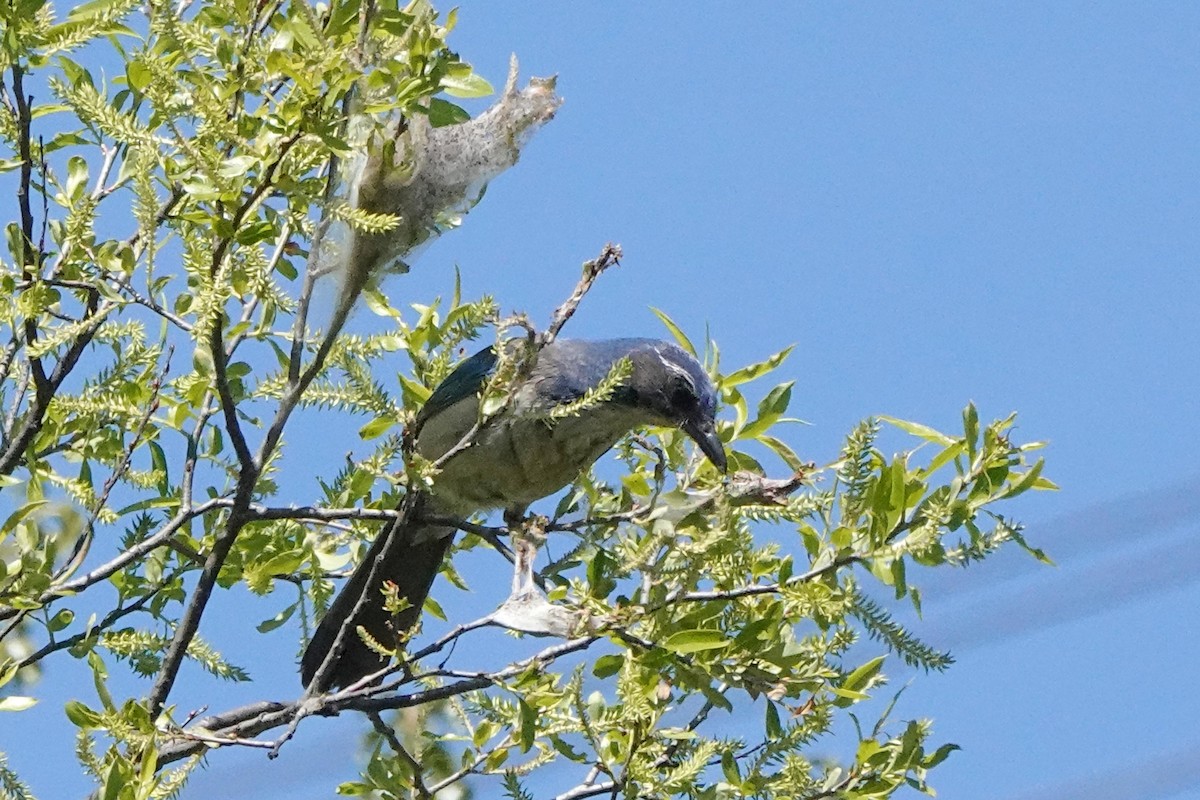 California Scrub-Jay - Edward Rooks