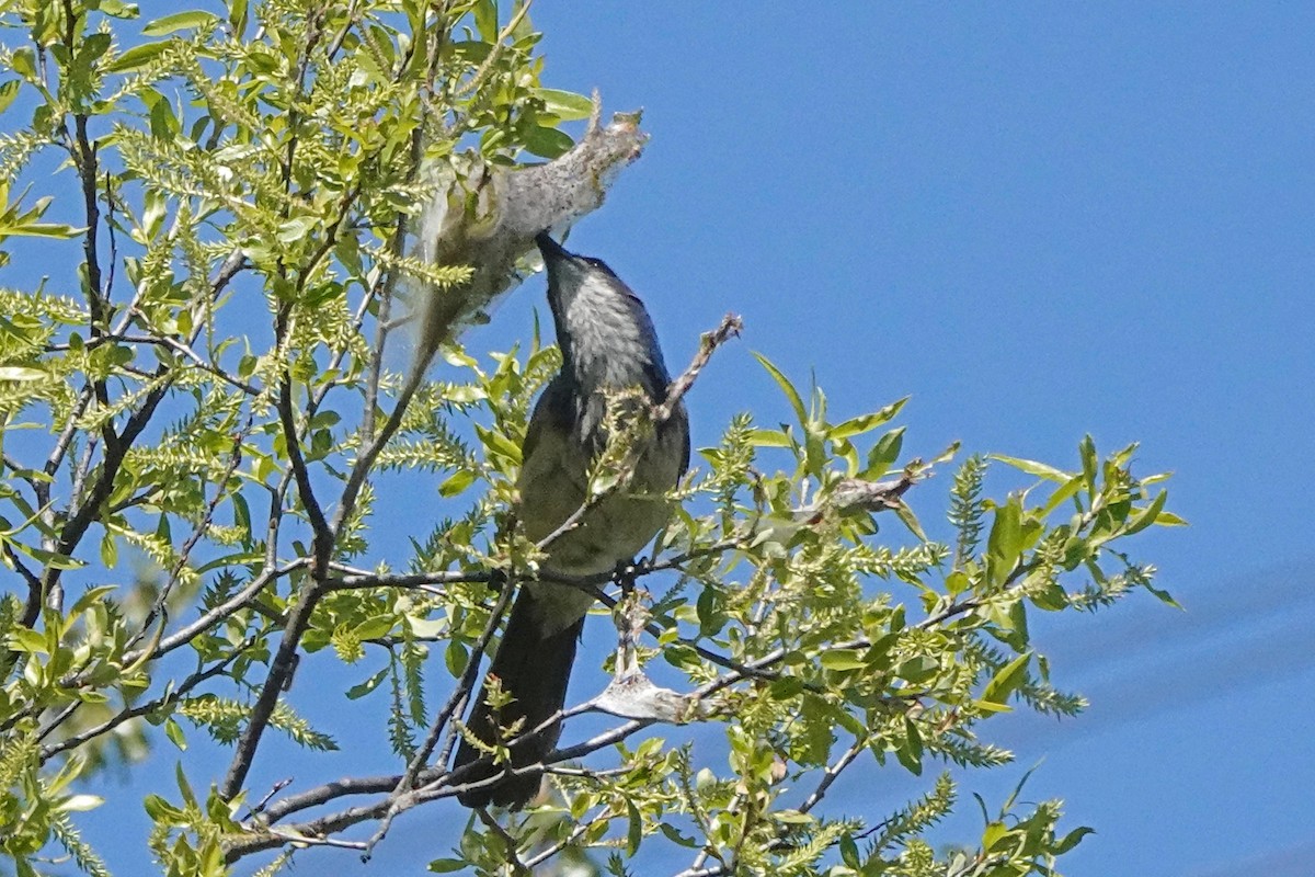 California Scrub-Jay - Edward Rooks