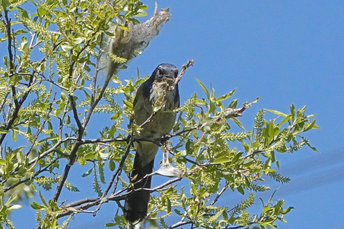 California Scrub-Jay - ML556677011