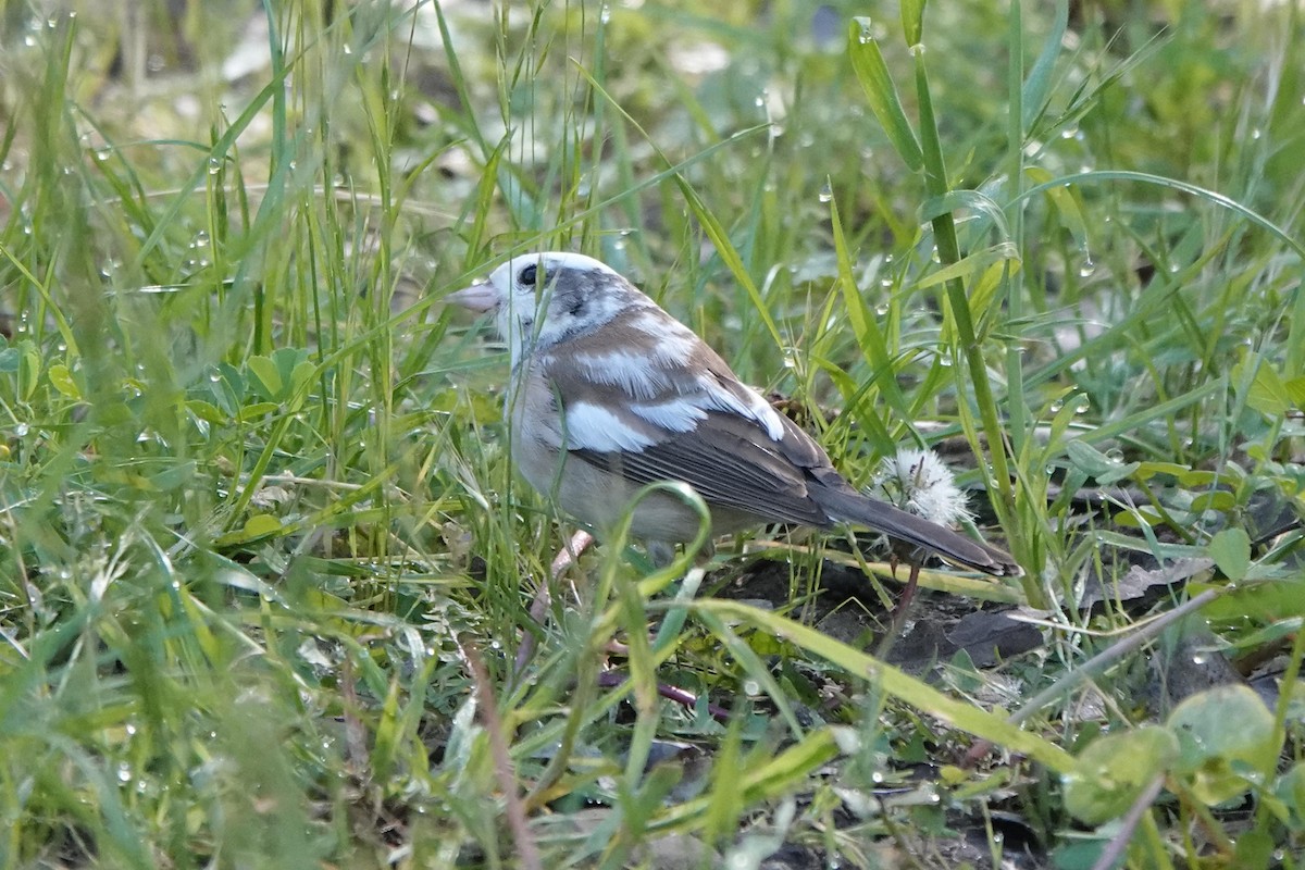 Junco Ojioscuro - ML556677501