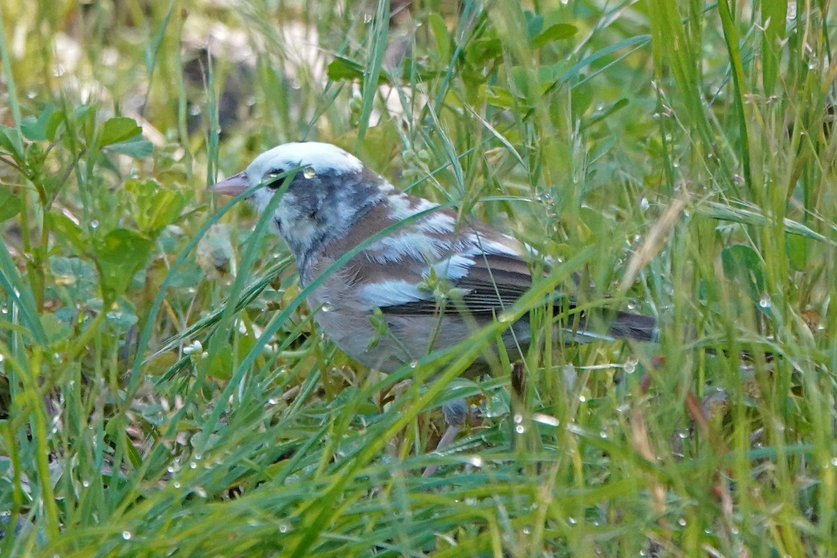 Junco Ojioscuro - ML556677511