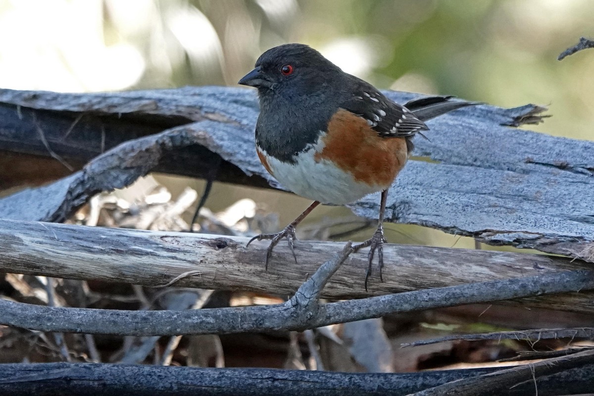 Spotted Towhee - Edward Rooks