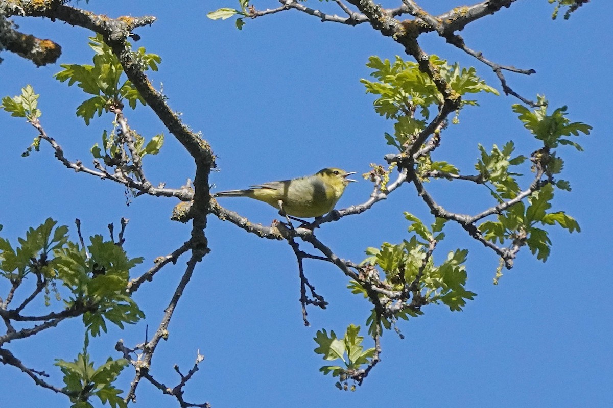 Orange-crowned Warbler - ML556677791