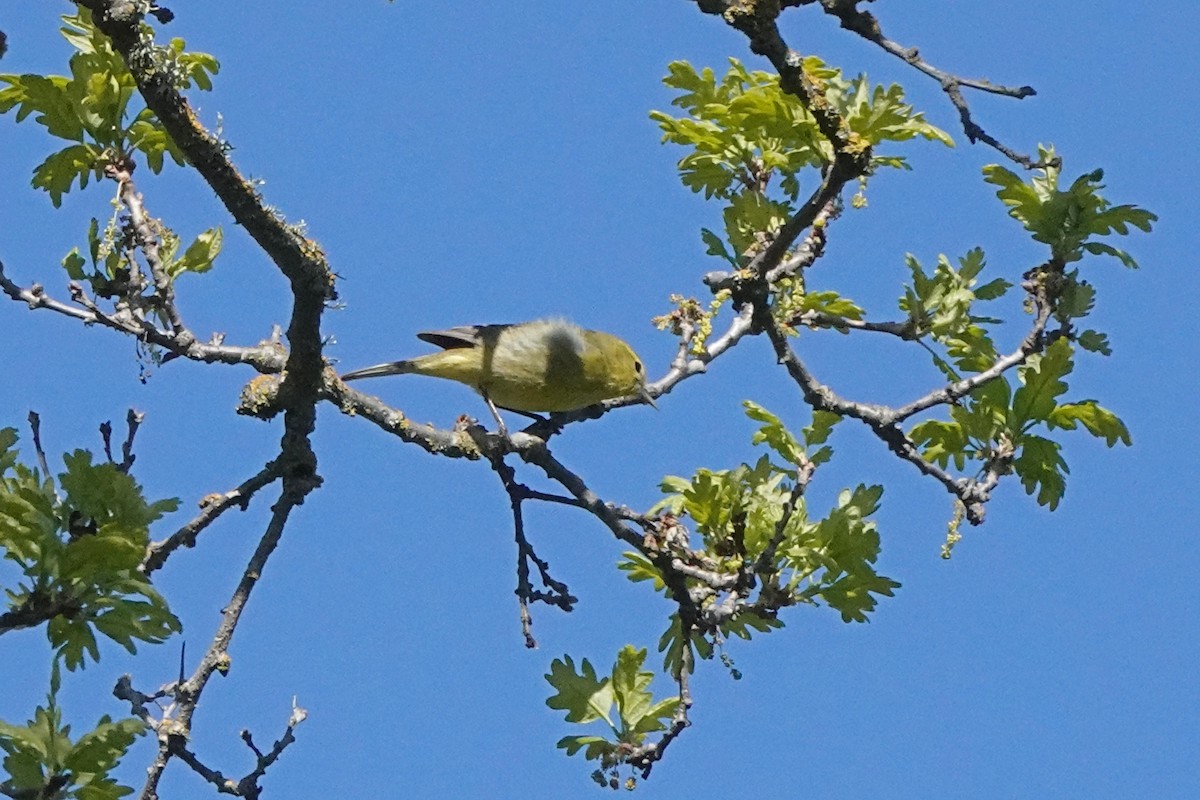 Orange-crowned Warbler - ML556677811