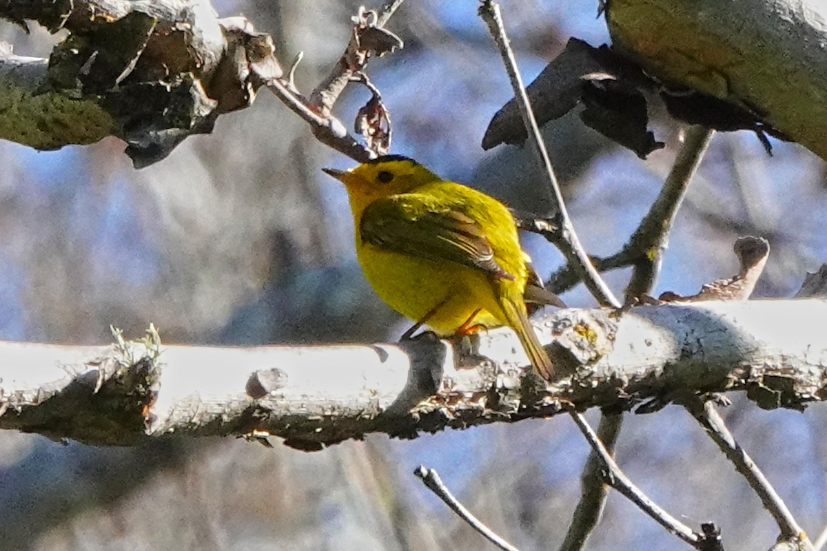 Wilson's Warbler - ML556677911