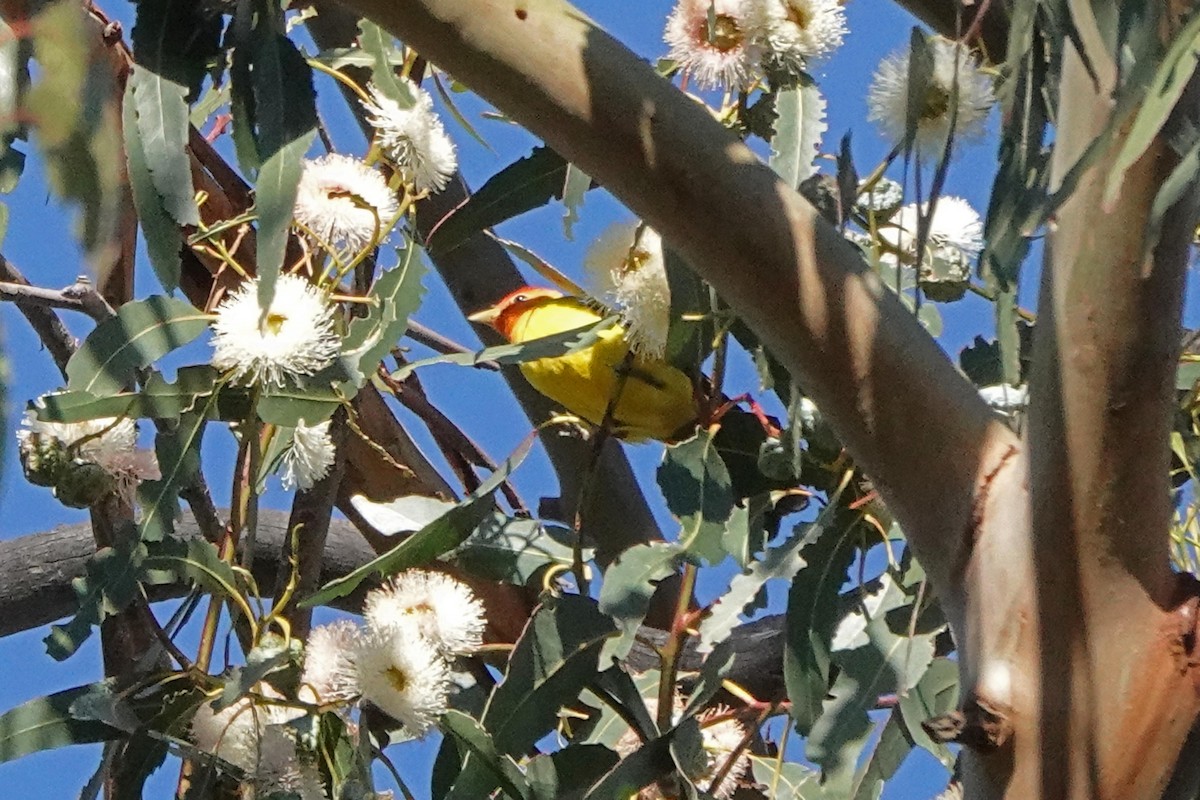 Western Tanager - ML556678121