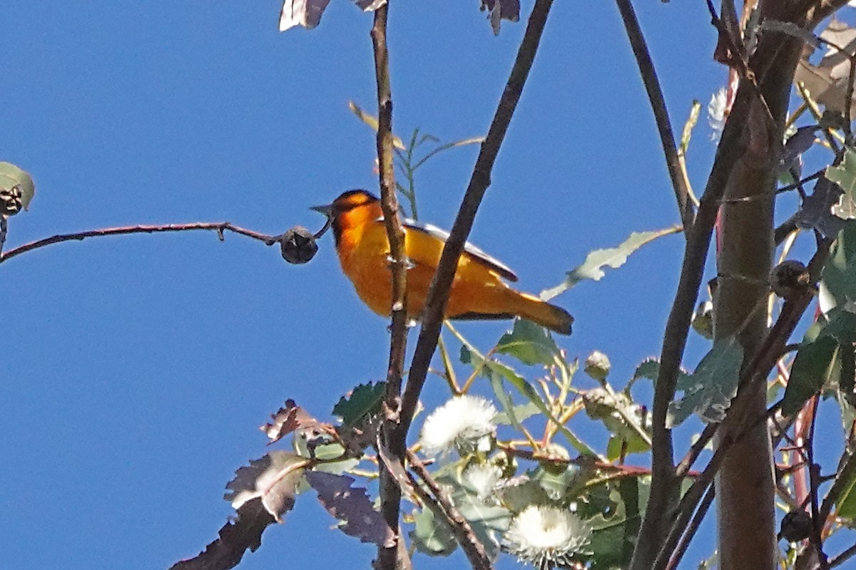 Oriole de Bullock - ML556678281