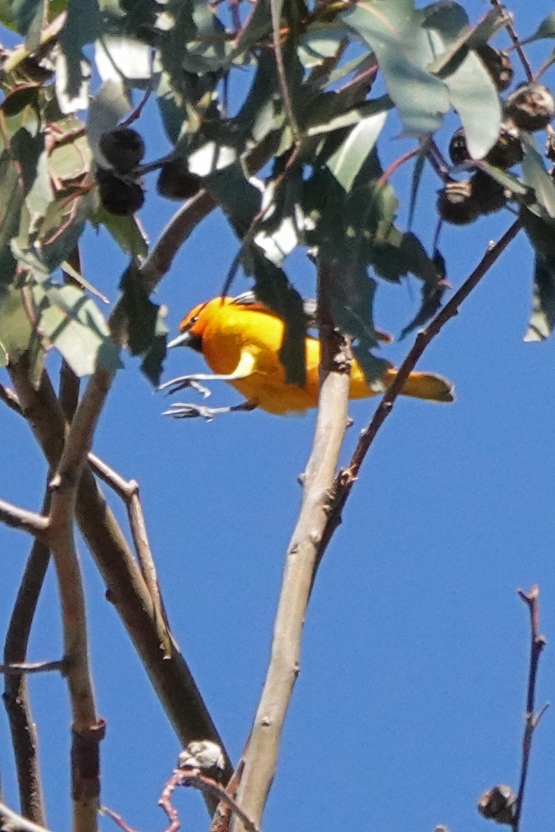 Bullock's Oriole - ML556678291