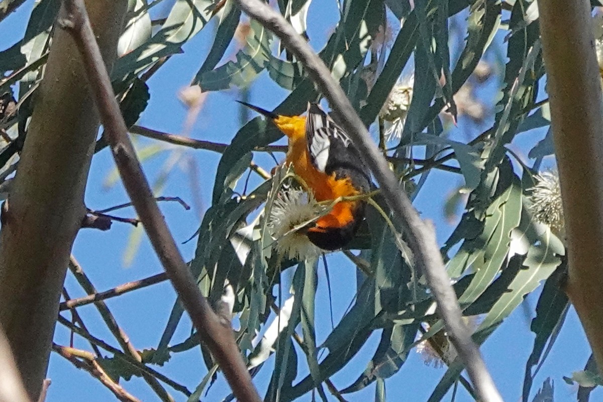 Oriole de Bullock - ML556678401