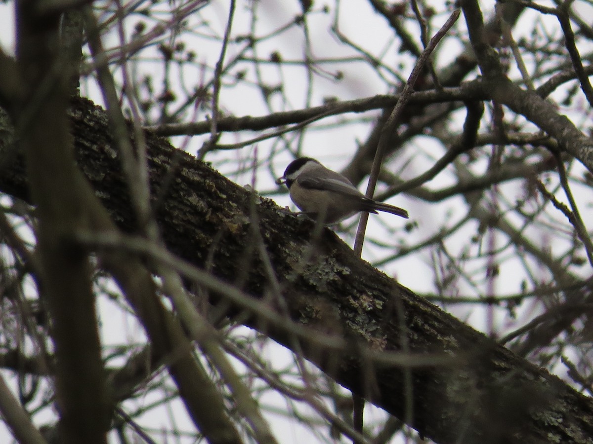 Carolina/Black-capped Chickadee - ML556679941