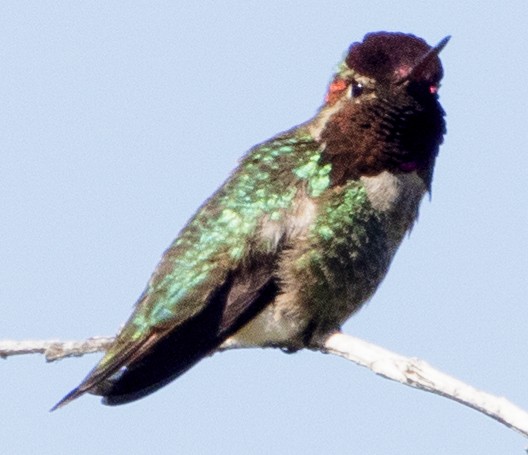 Anna's Hummingbird - ML556680541