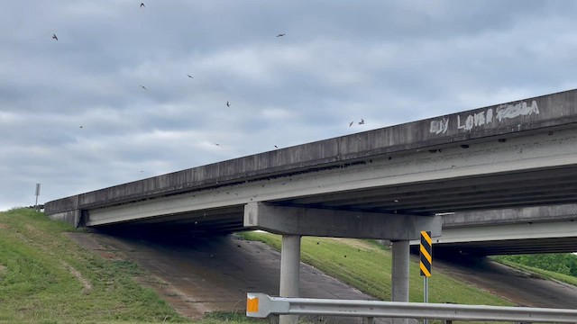 Cliff Swallow - ML556680701