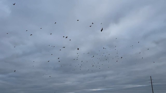 Cliff Swallow - ML556680721