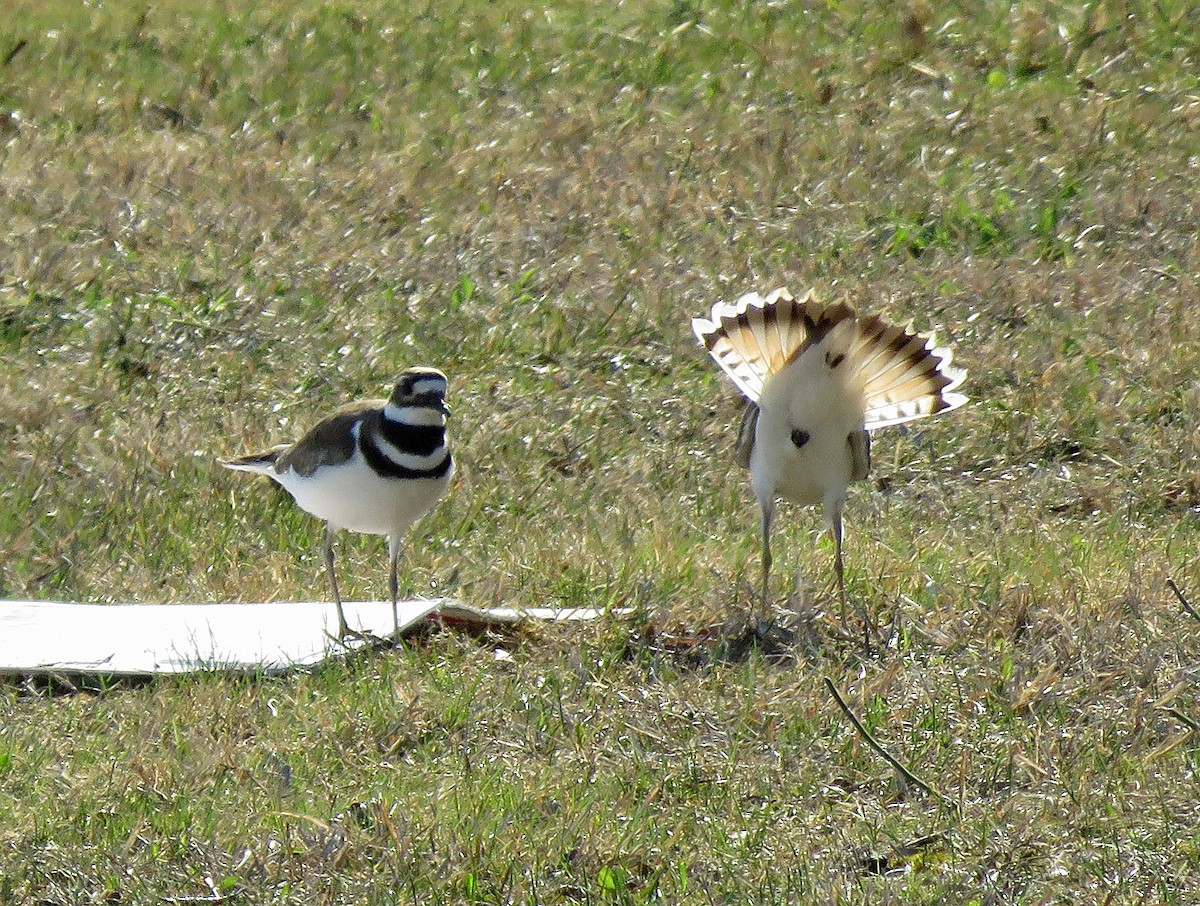 Killdeer - ML556680921