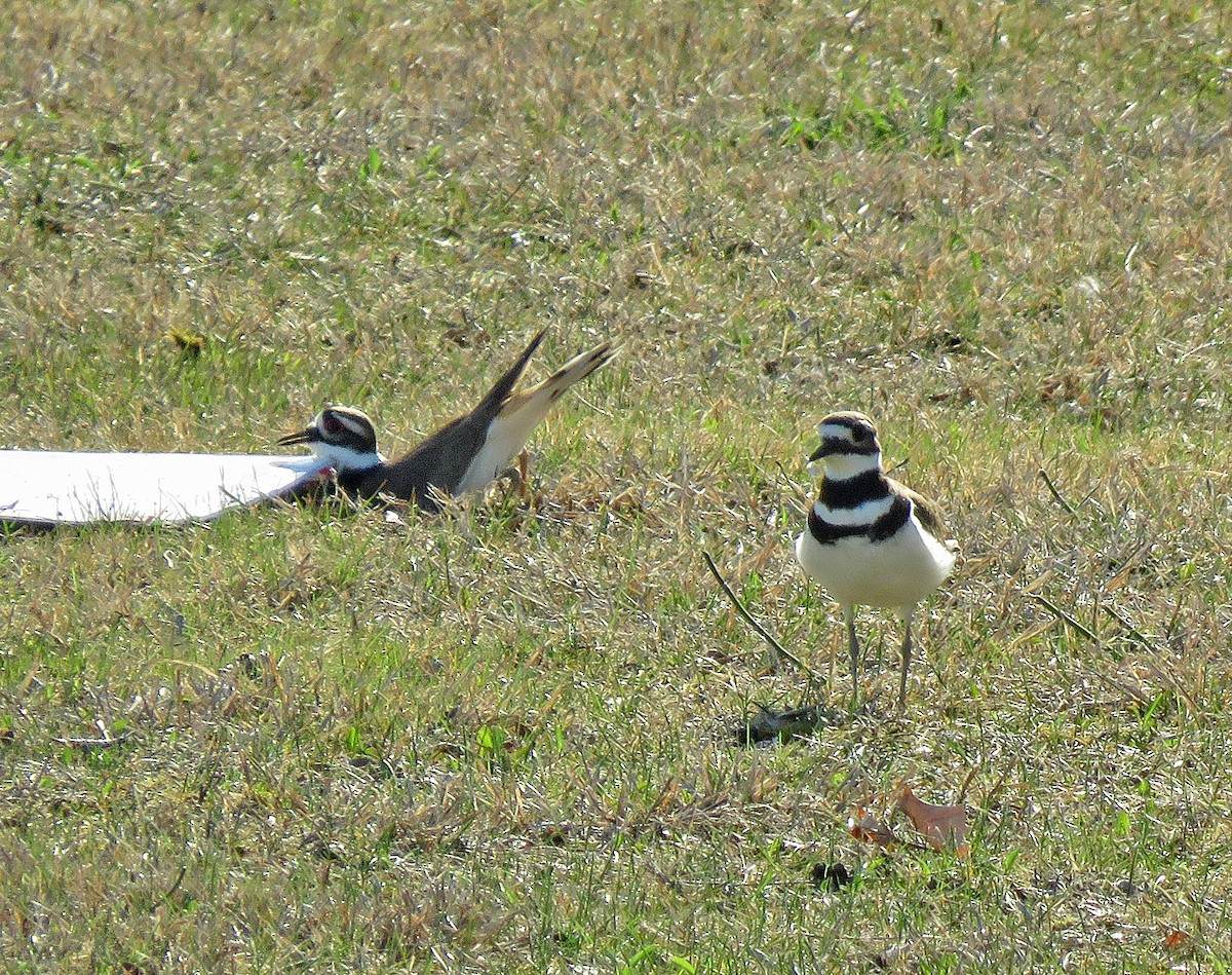 Killdeer - ML556680961