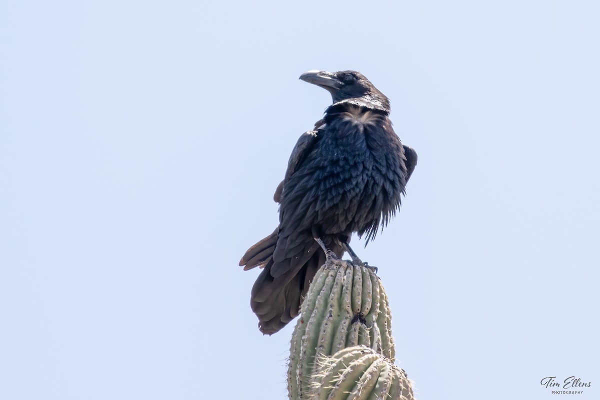 Common Raven - Tim Ellens