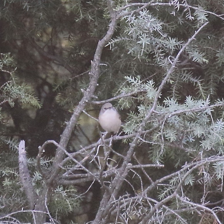 Western Subalpine Warbler - Jonah  Benningfield