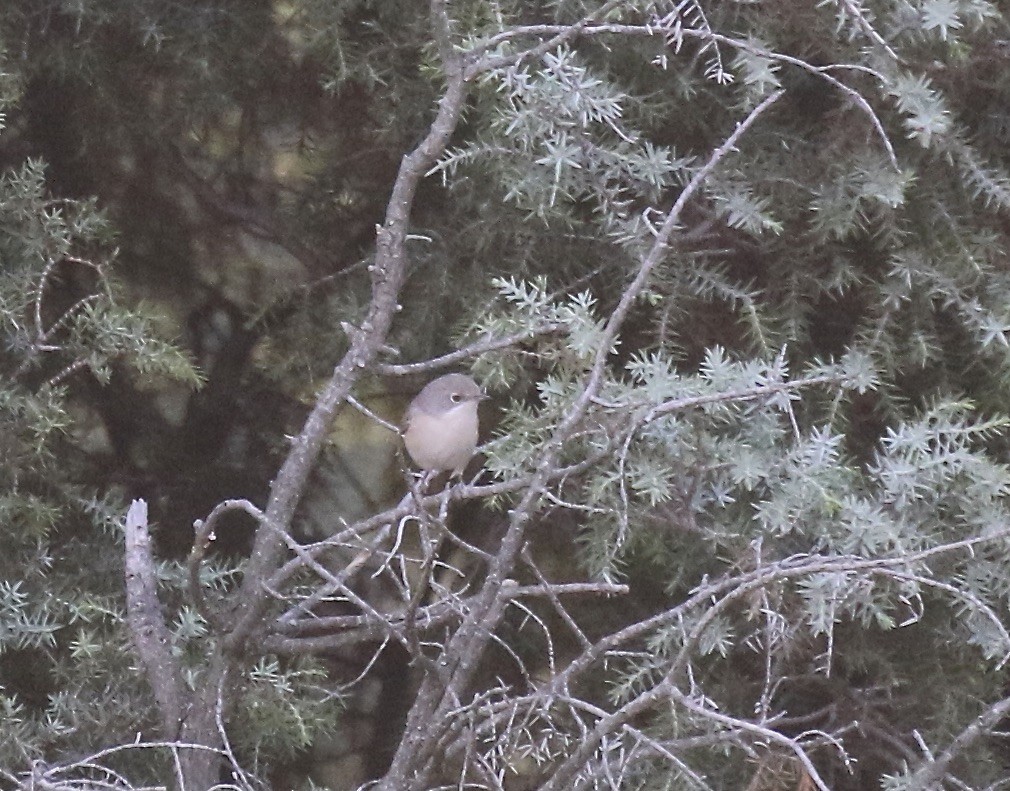 Western Subalpine Warbler - Jonah  Benningfield