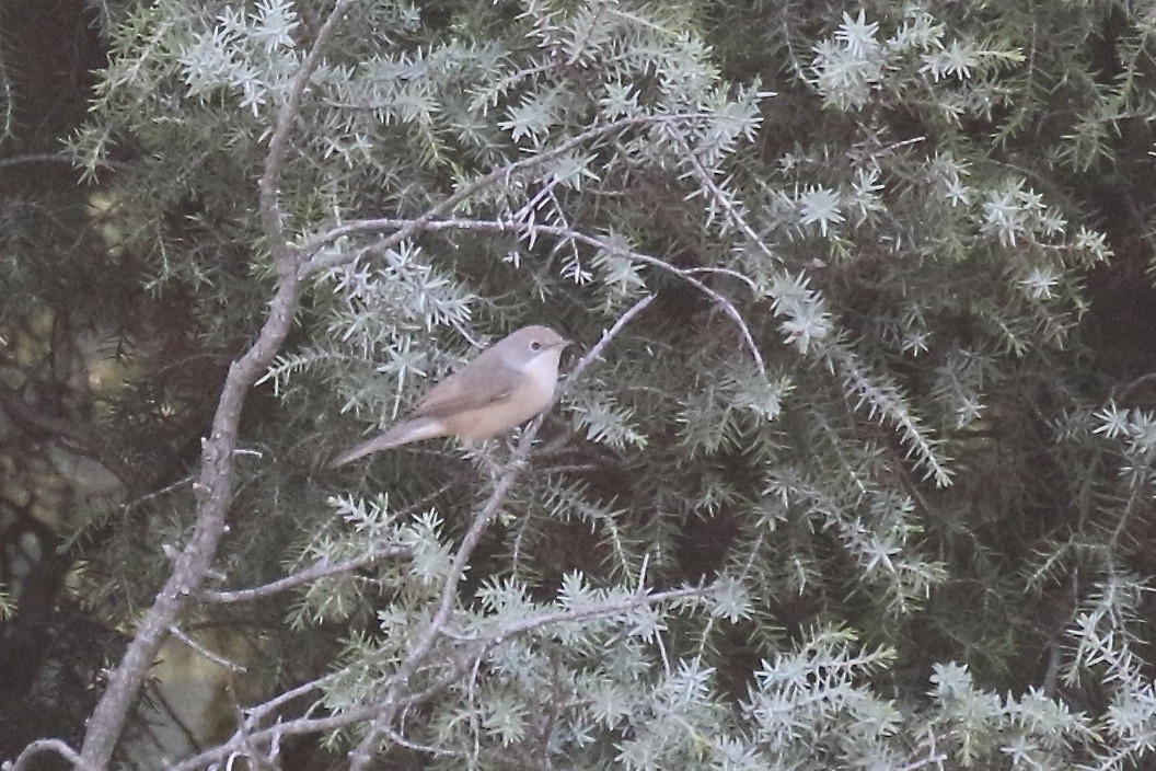 Western Subalpine Warbler - Jonah  Benningfield