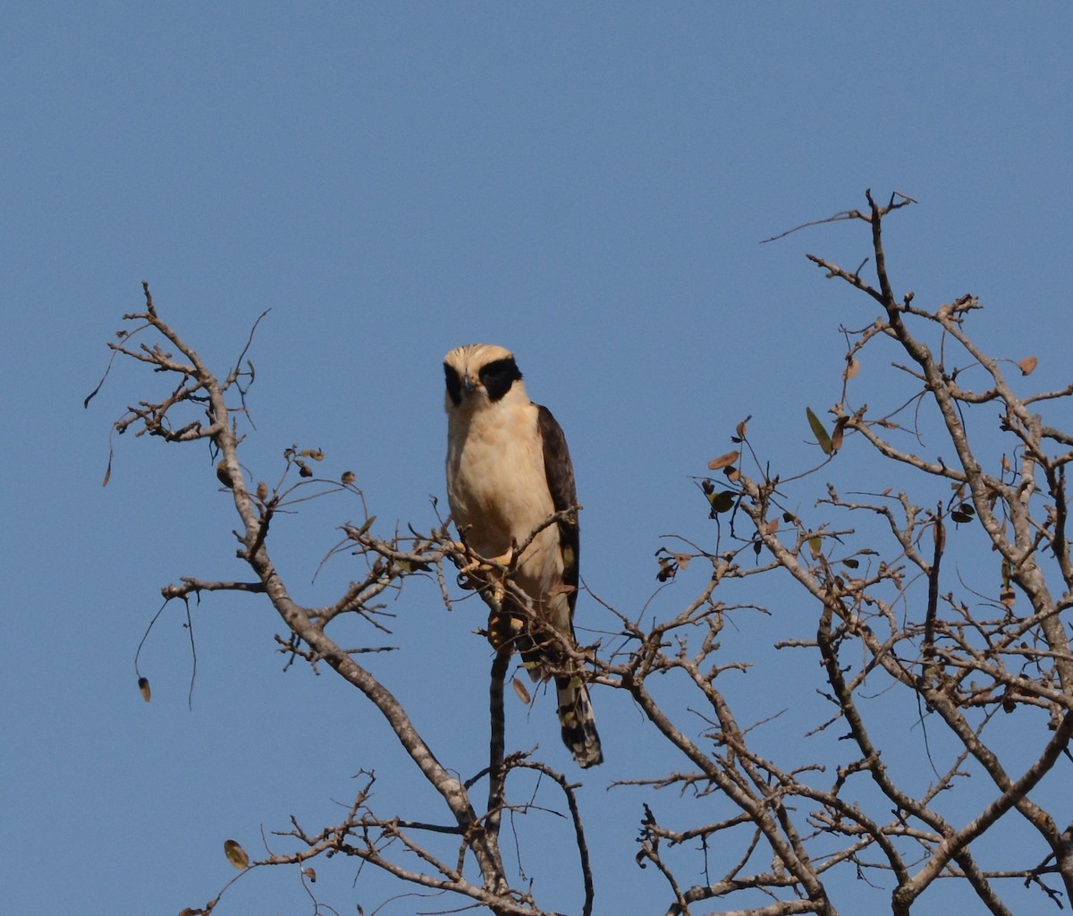 Laughing Falcon - Clive Harris