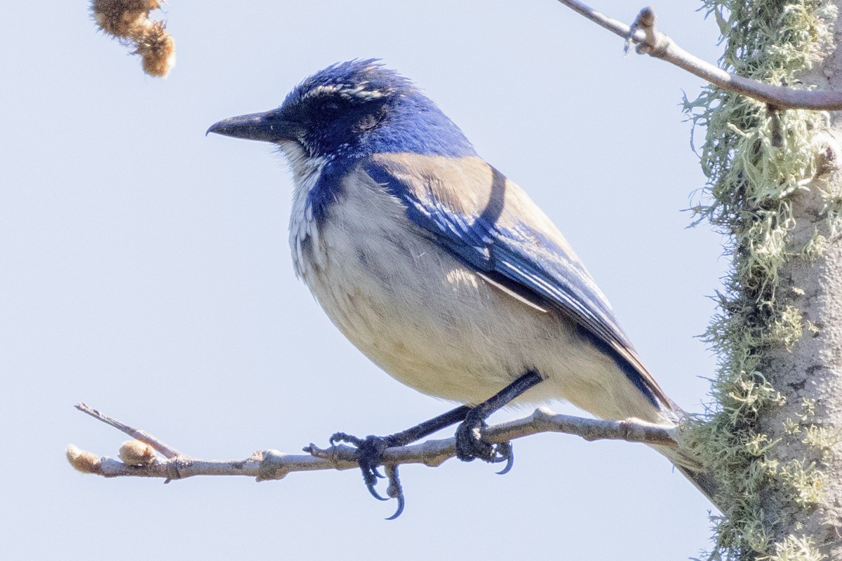 California Scrub-Jay - ML556685401