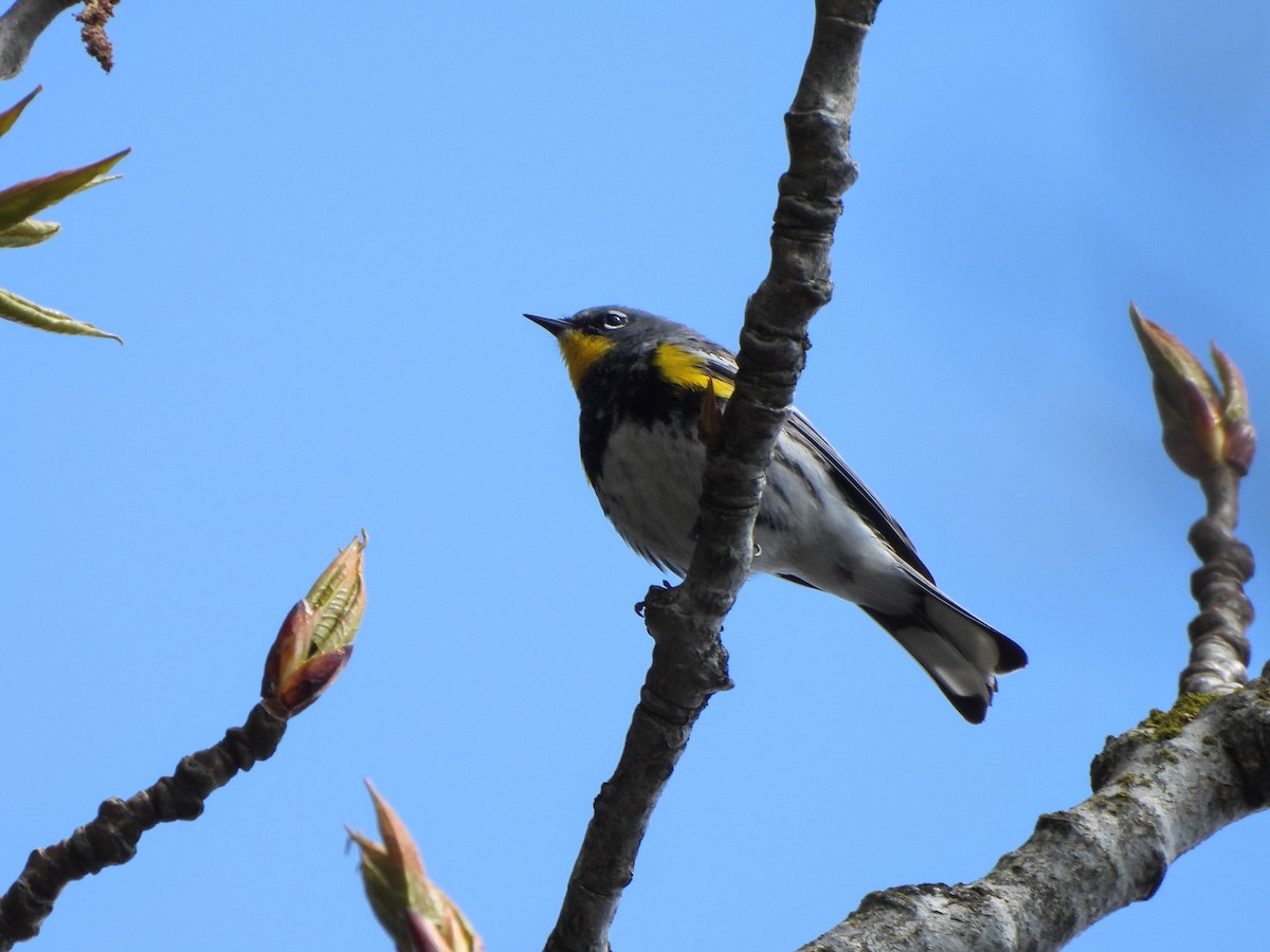 Yellow-rumped Warbler (Audubon's) - ML556685561