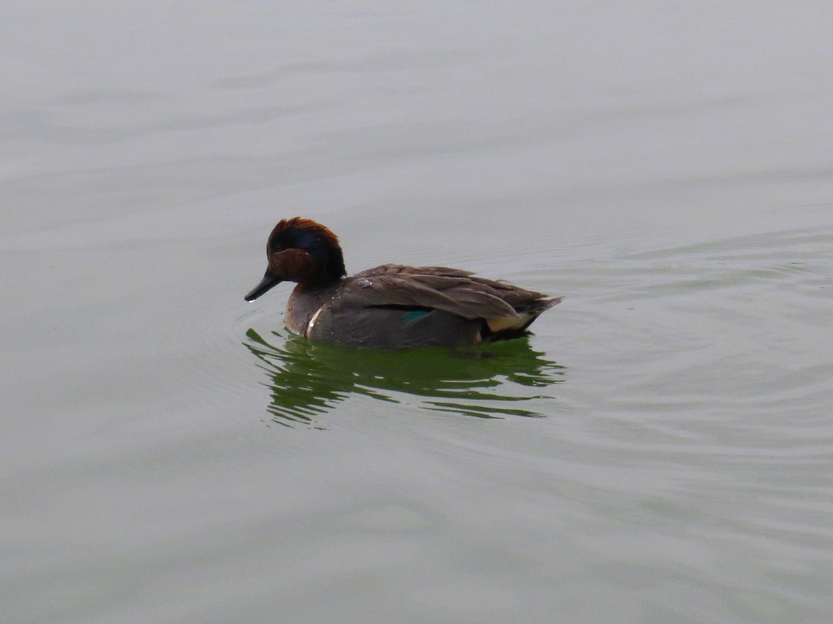 Green-winged Teal - ML556686861