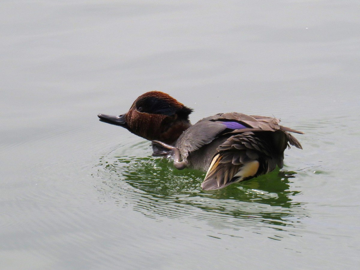 Green-winged Teal - ML556686871