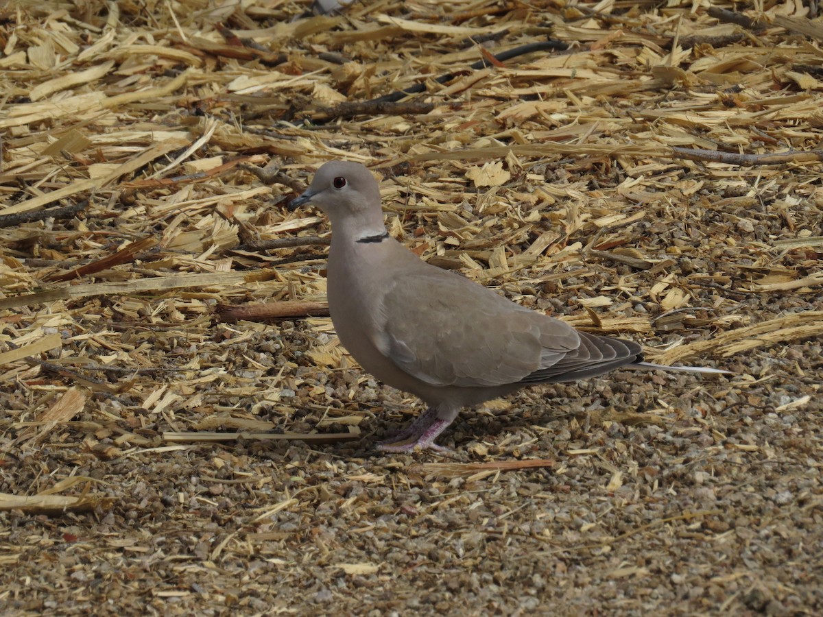 hrdlička zahradní - ML556686991