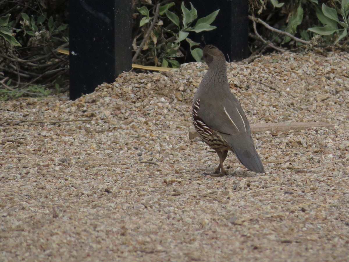 Gambel's Quail - ML556687291