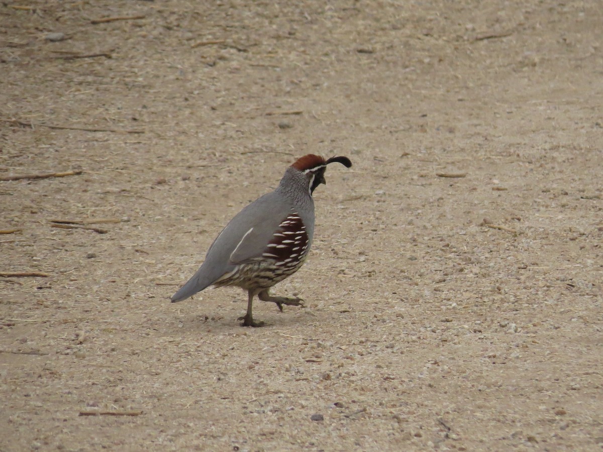 Gambel's Quail - Adrianna Nelson