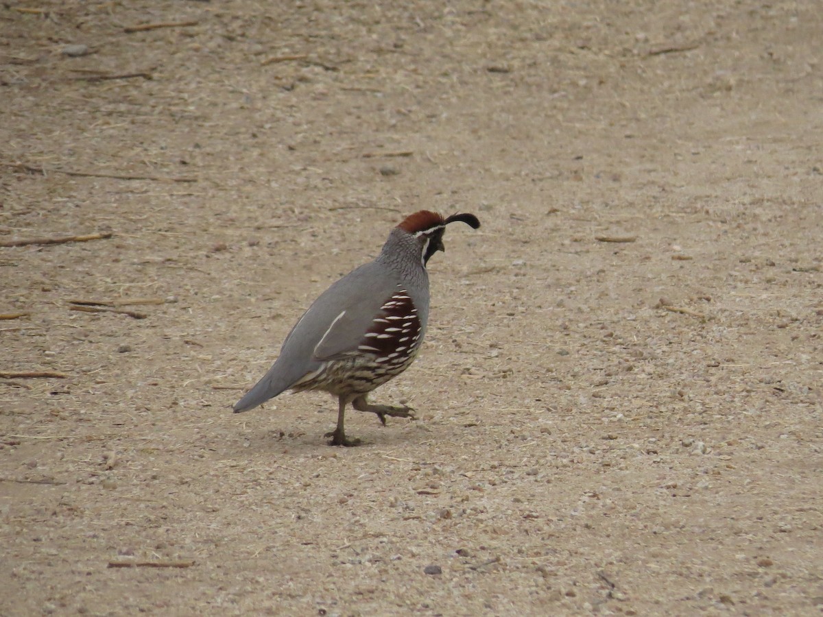 Gambel's Quail - ML556687301