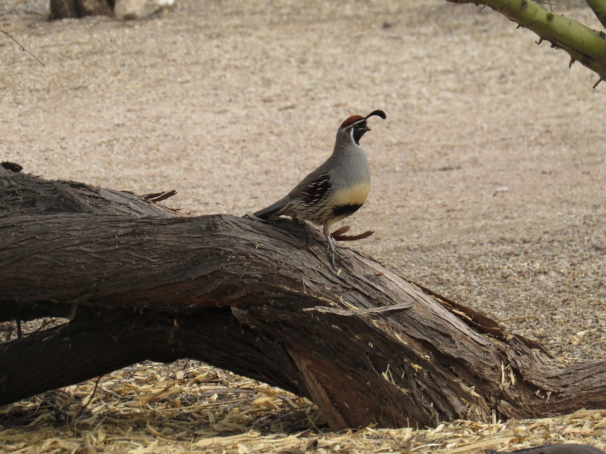 Gambel's Quail - Adrianna Nelson