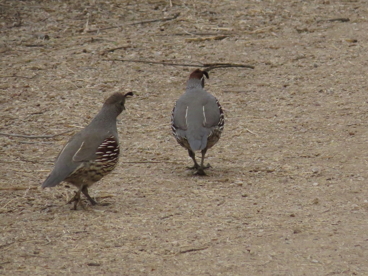 Gambel's Quail - ML556687331