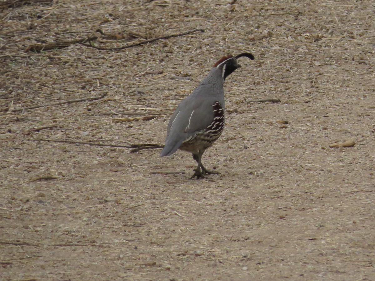 Gambel's Quail - ML556687341