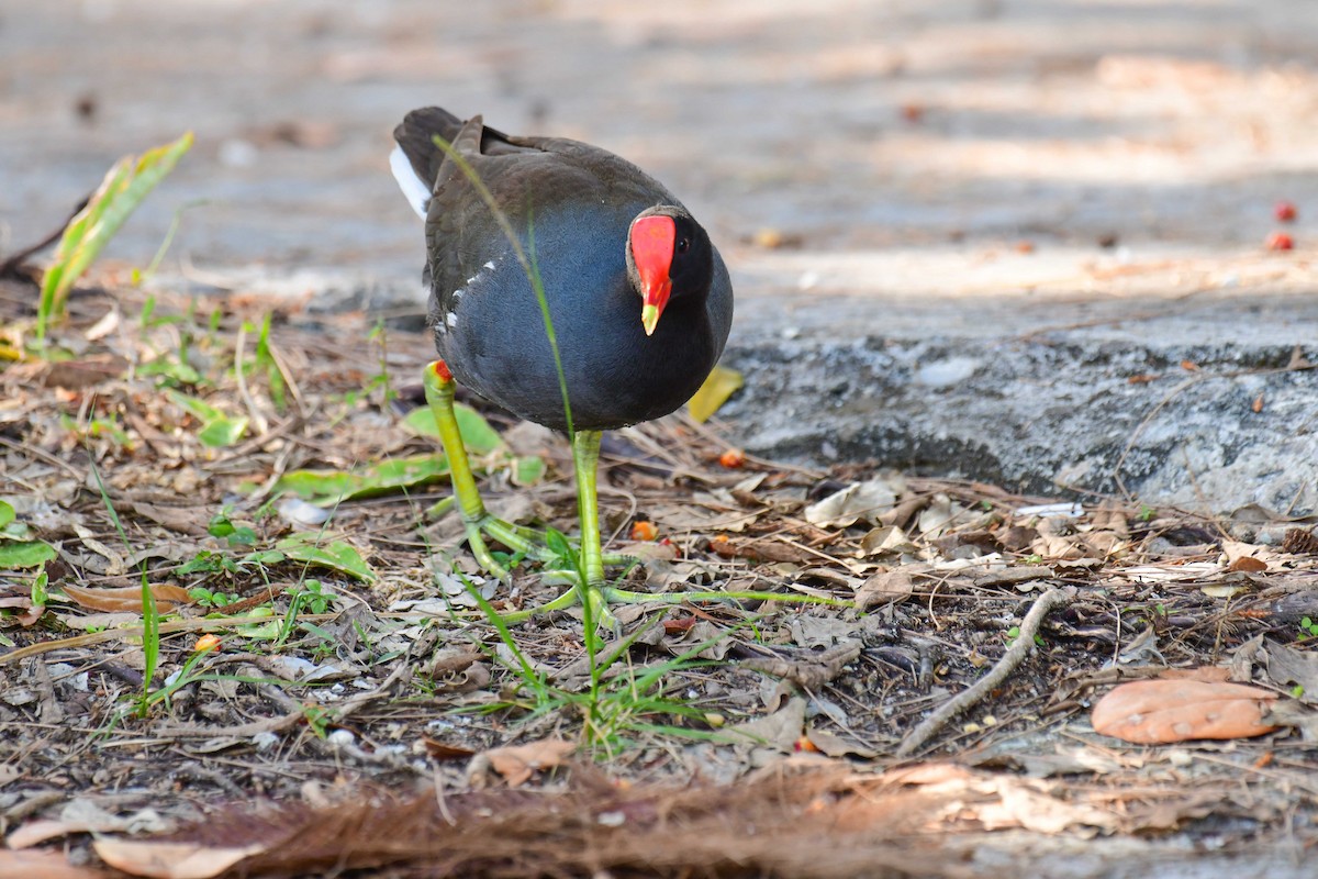 Common Gallinule - ML556687351