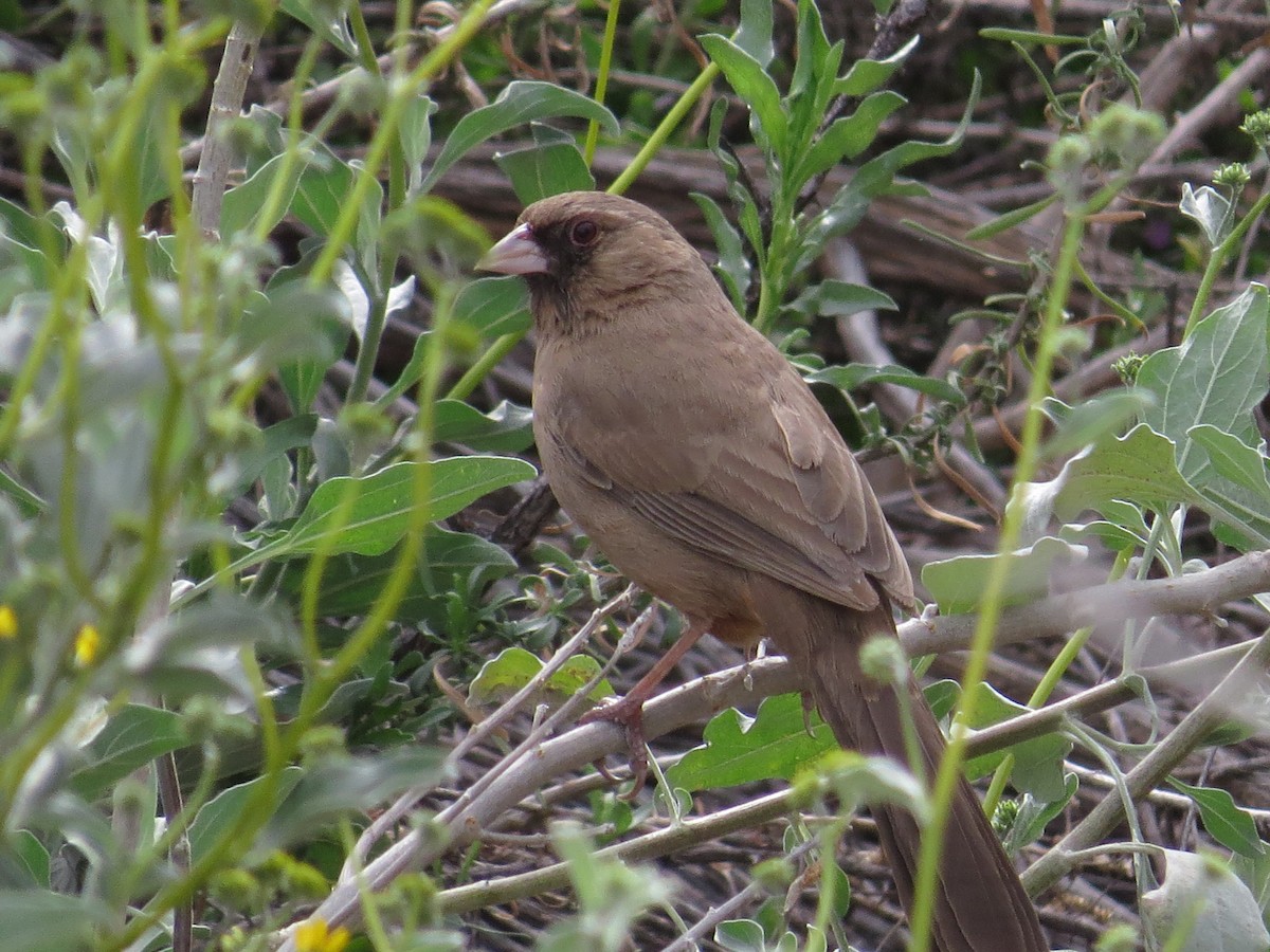 Abert's Towhee - ML556687591