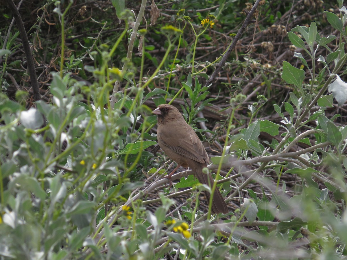 Abert's Towhee - ML556687611