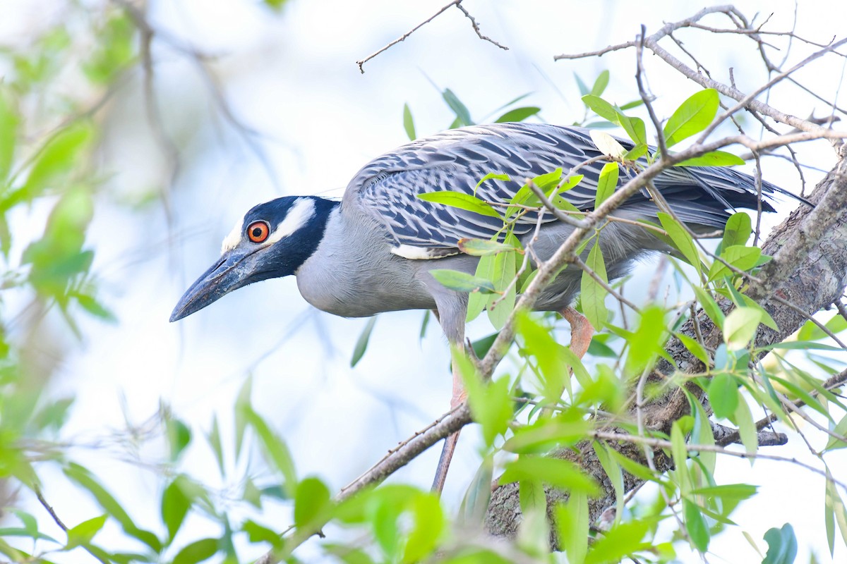 Yellow-crowned Night Heron - Homer Gardin