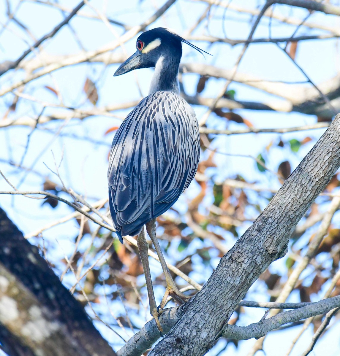 Yellow-crowned Night Heron - ML556687801