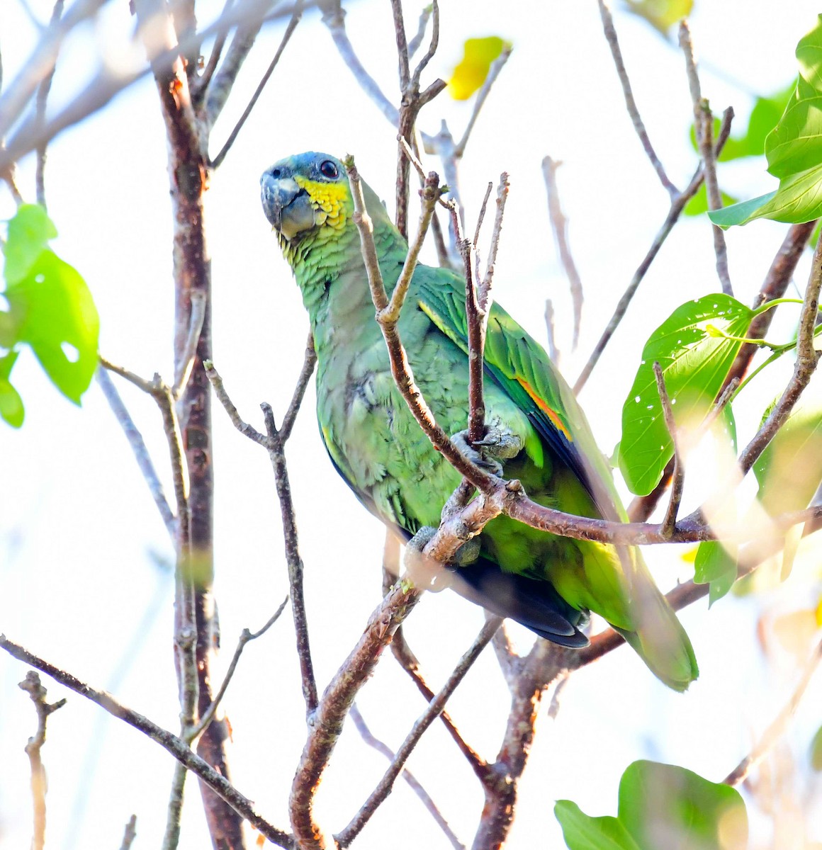 Orange-winged Amazon - ML556687931