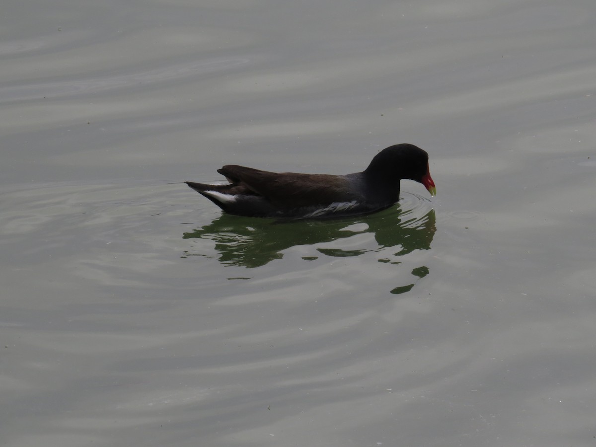 Gallinule d'Amérique - ML556687961