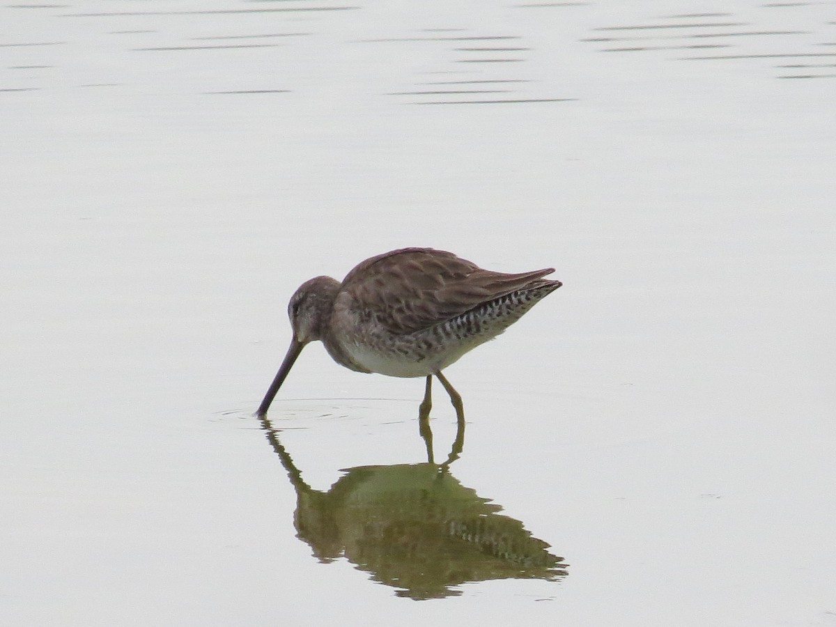 Long-billed Dowitcher - ML556688221