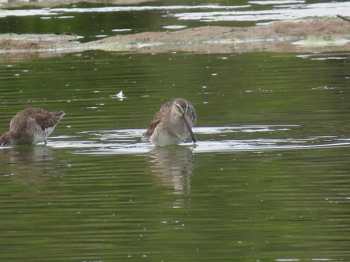 Long-billed Dowitcher - ML556688231