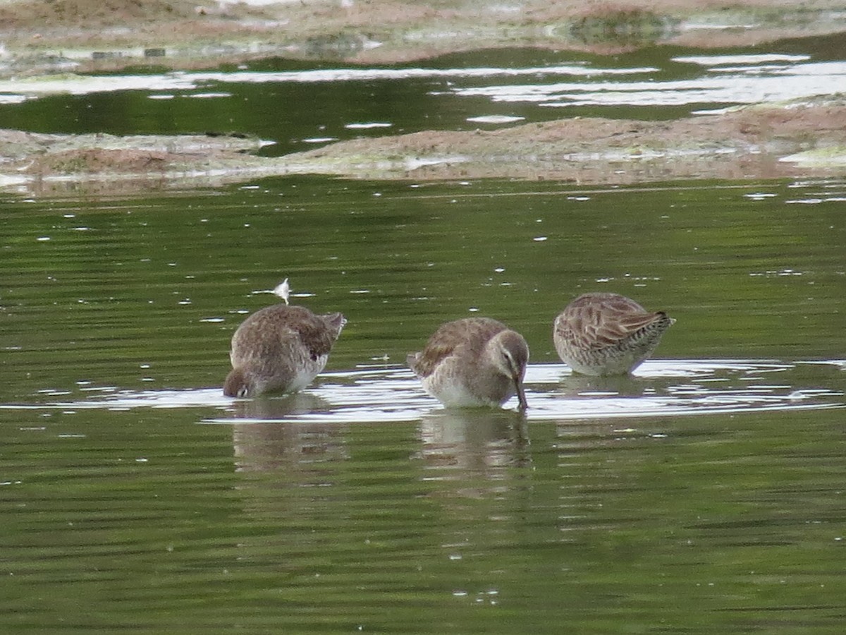 Long-billed Dowitcher - Adrianna Nelson